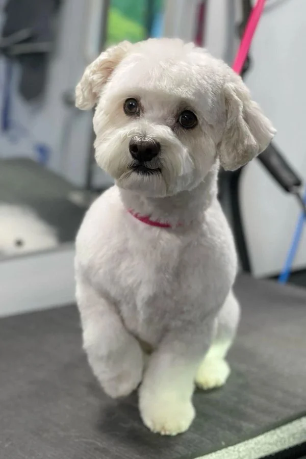 Dog portrait from the Good Dog photo collection