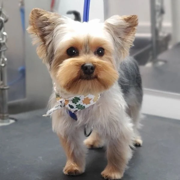 Dog from the Good Dog grooming gallery