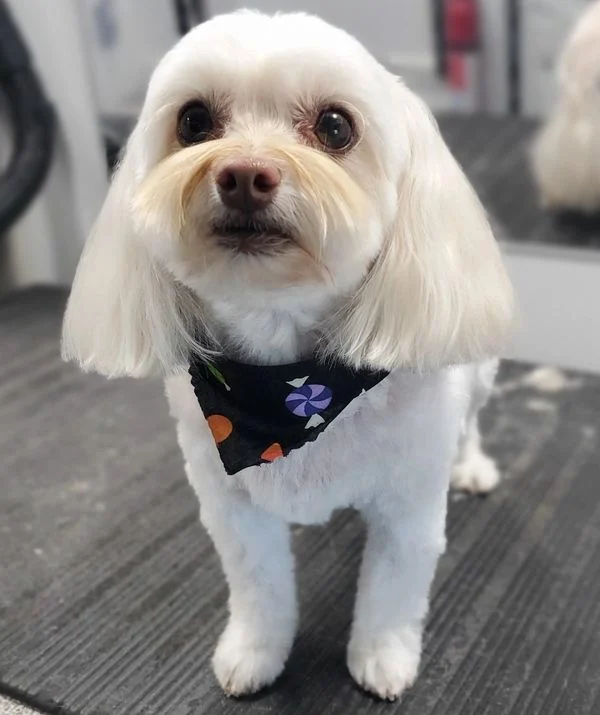 Dog 4 in the Good Dog grooming photo collection