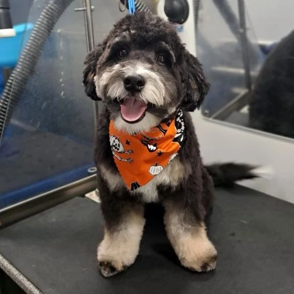 Dog portrait from the Good Dog photo collection