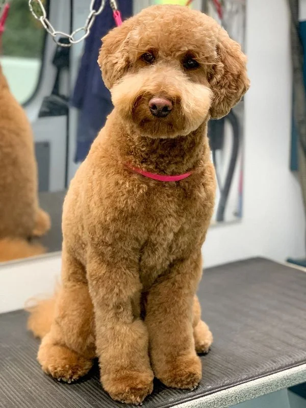 Dog 6 in the Good Dog grooming photo collection