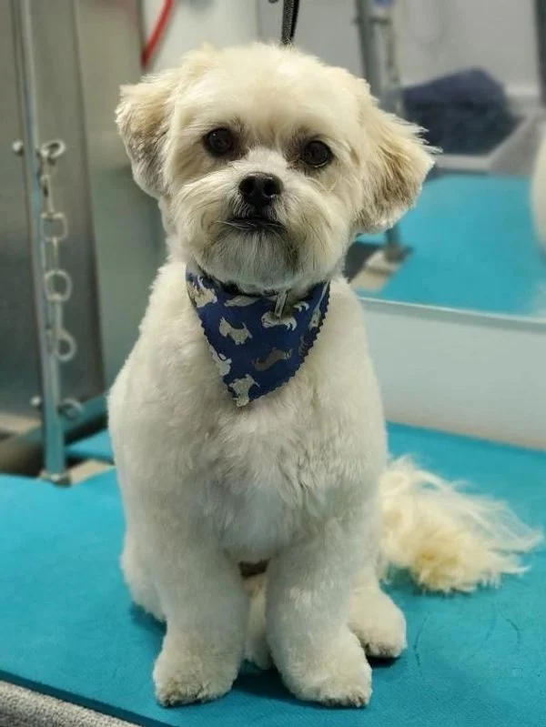 Dog 7 in the Good Dog grooming photo collection