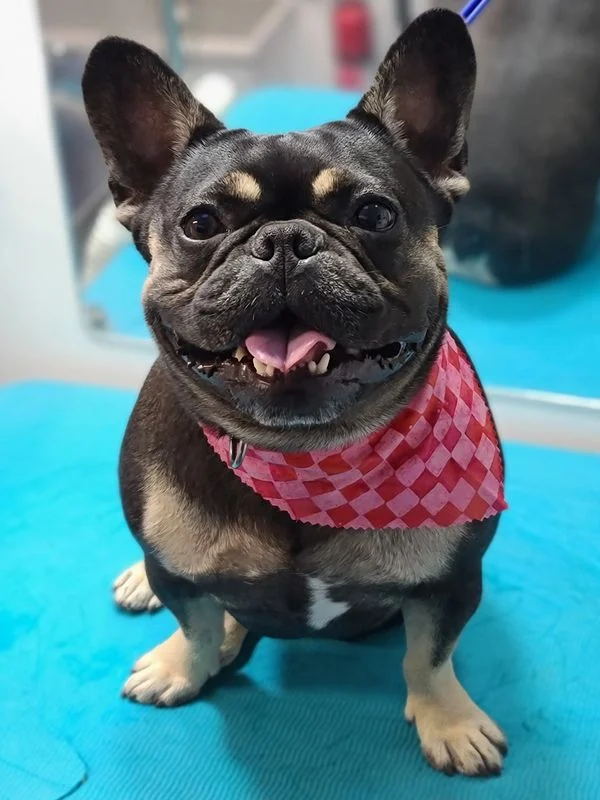 Dog from the Good Dog grooming gallery