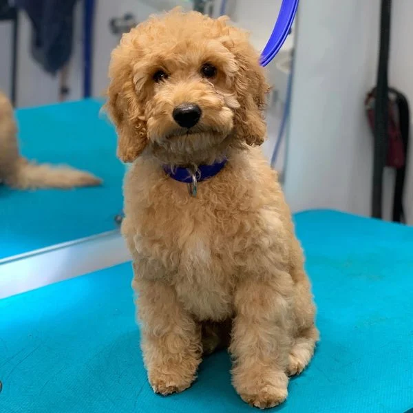 Curly-coated golden dog after grooming
