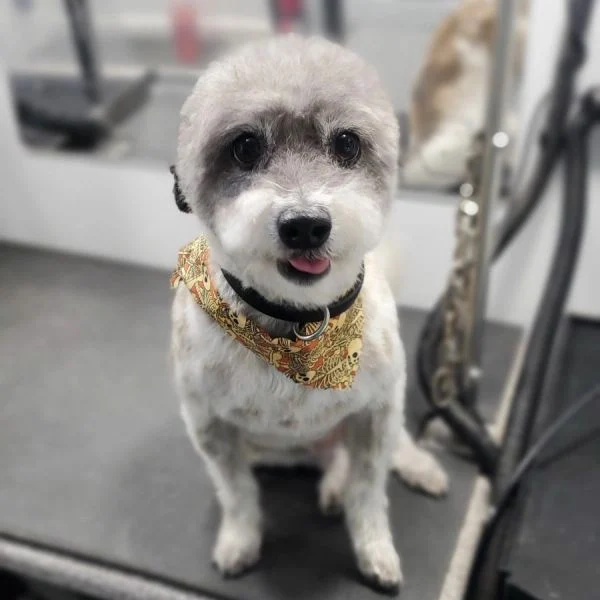 Dog portrait from the Good Dog photo collection