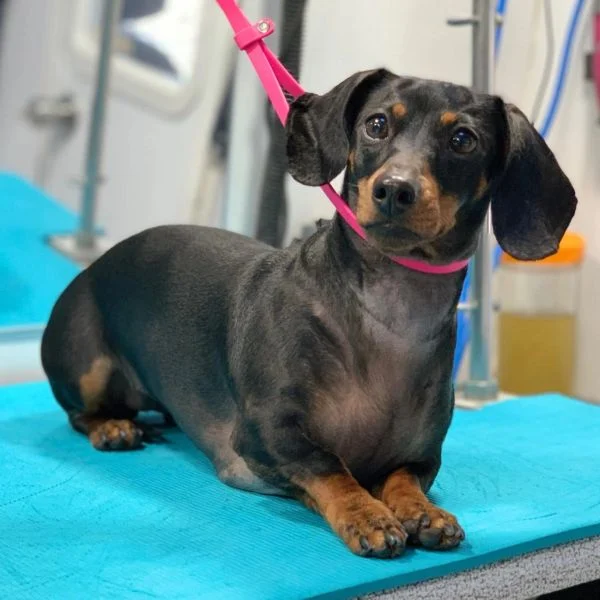Dog 11 in the Good Dog grooming photo collection