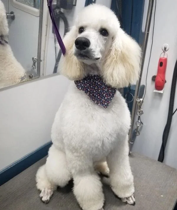 Dog 12 in the Good Dog grooming photo collection