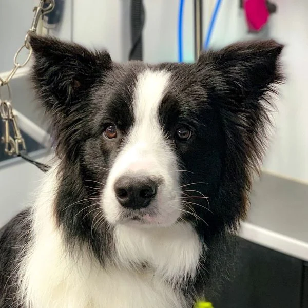 Black and white dog on a grooming table