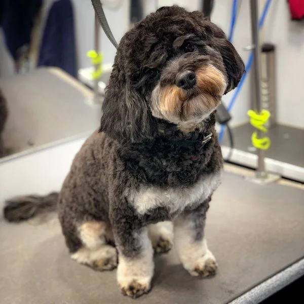 Dog with a freshly groomed coat