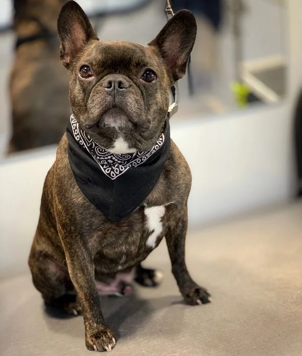 Dog 16 in the Good Dog grooming photo collection