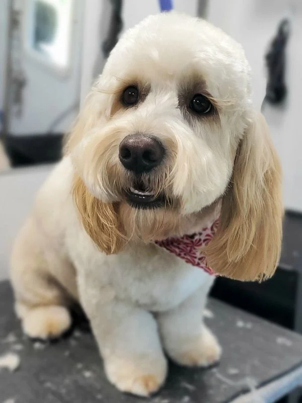 Dog portrait from the Good Dog photo collection