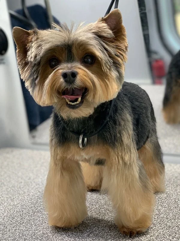 Dog 18 in the Good Dog grooming photo collection