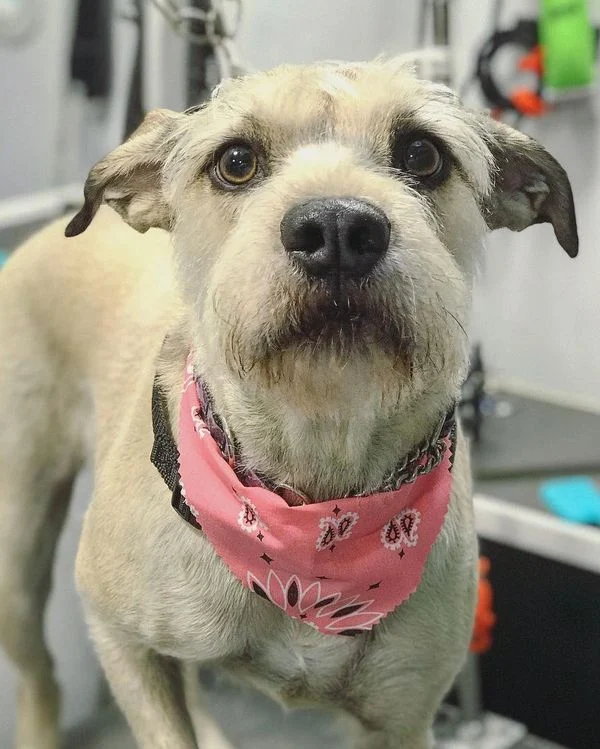 Dog with a pink bandana after grooming