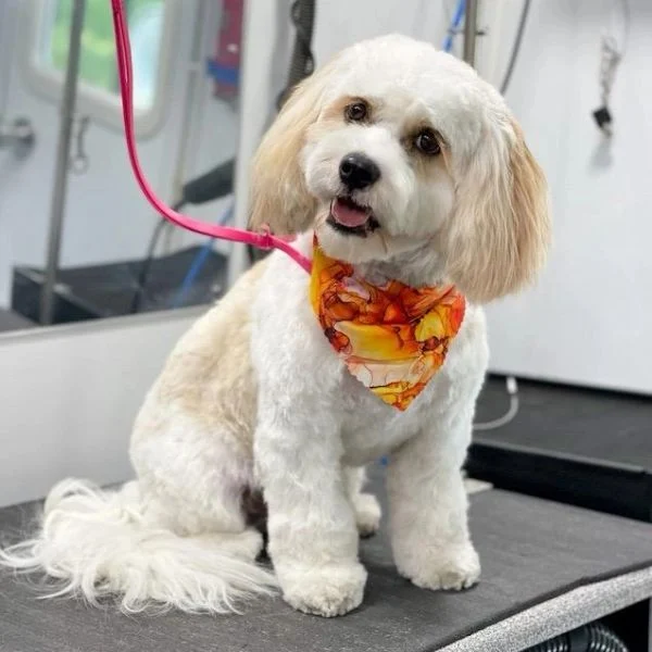 Dog from the Good Dog grooming gallery