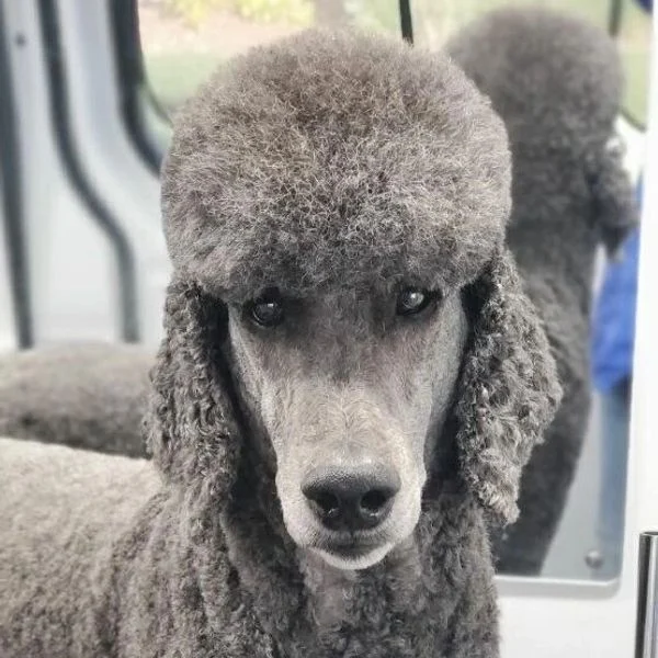 Dog 21 in the Good Dog grooming photo collection