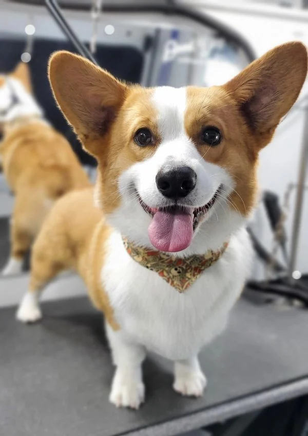 Corgi on a grooming table