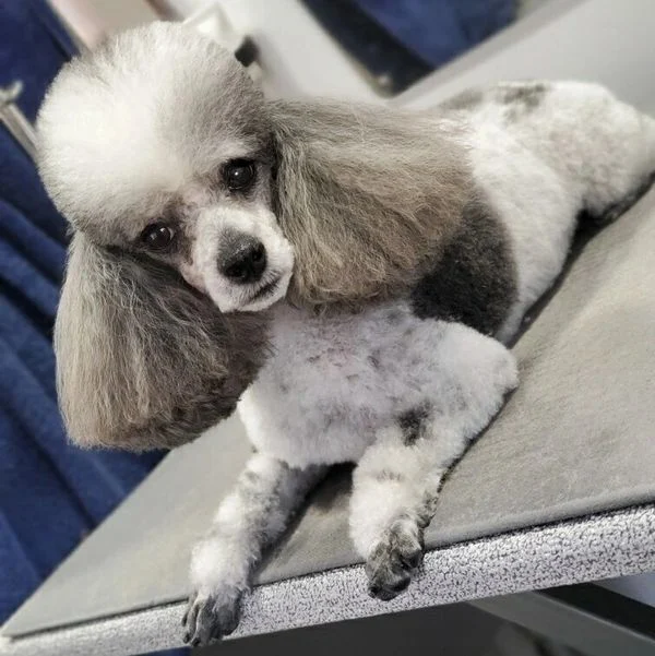 Dog 23 in the Good Dog grooming photo collection