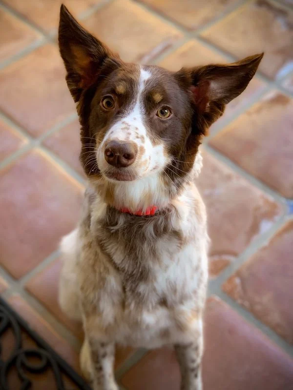 Dog 24 in the Good Dog grooming photo collection