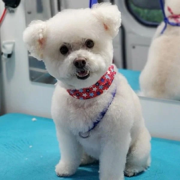 Dog portrait from the Good Dog photo collection
