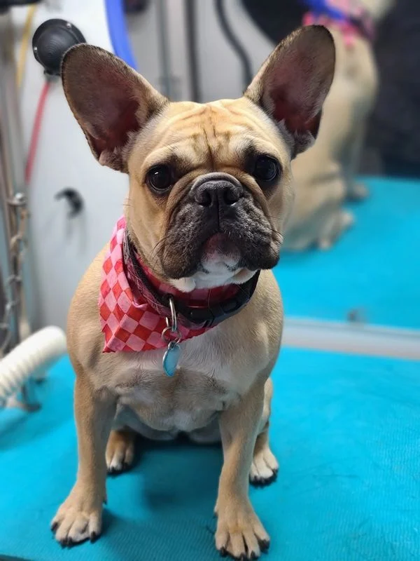 Dog 26 in the Good Dog grooming photo collection