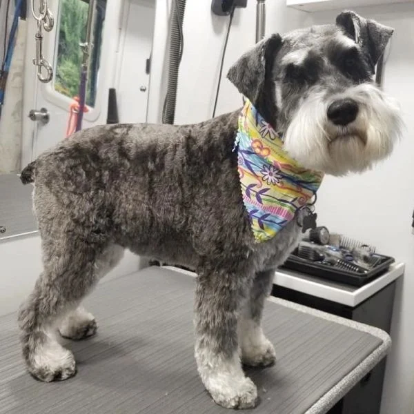 Dog from the Good Dog grooming gallery