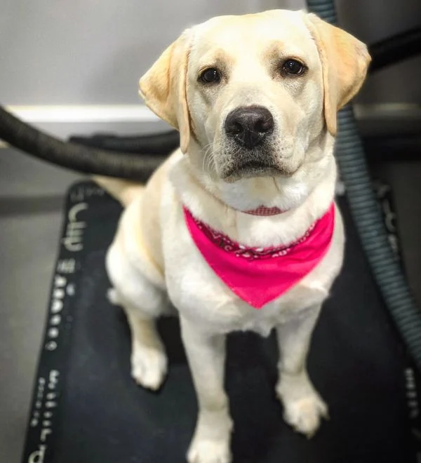 Dog 28 in the Good Dog grooming photo collection