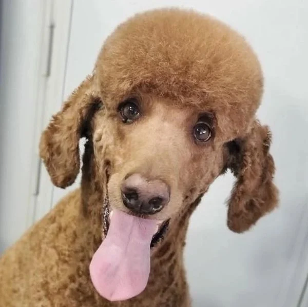 Dog 29 in the Good Dog grooming photo collection