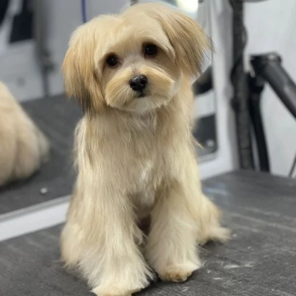 Dog 30 in the Good Dog grooming photo collection