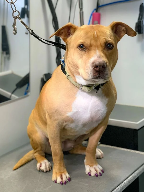 Dog 31 in the Good Dog grooming photo collection