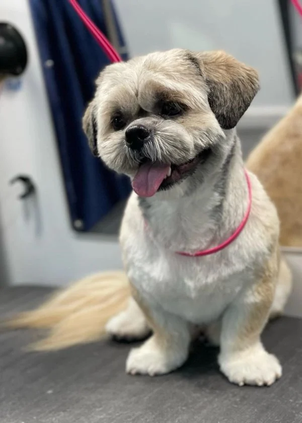 Dog 32 in the Good Dog grooming photo collection