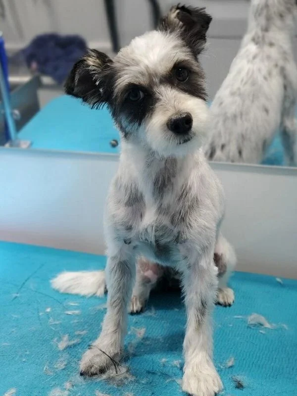 Dog 33 in the Good Dog grooming photo collection