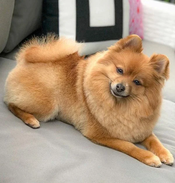 Dog 34 in the Good Dog grooming photo collection