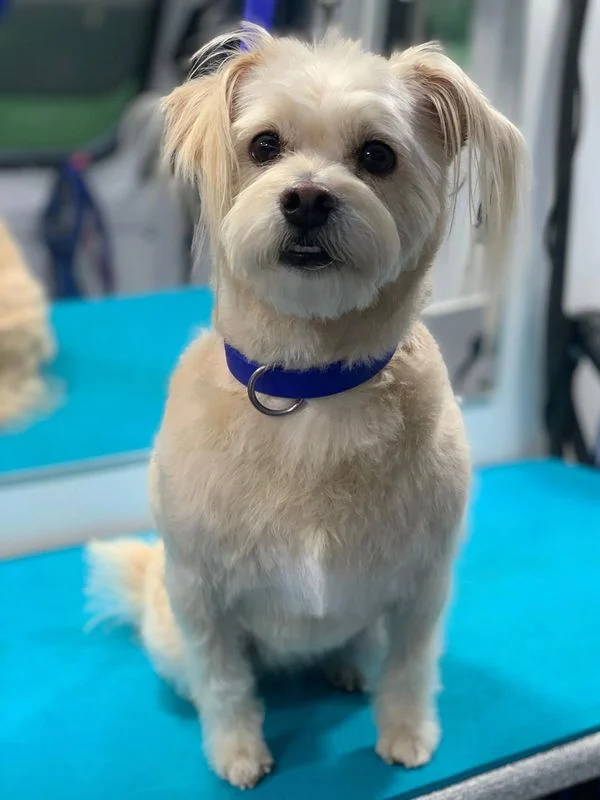 Dog 35 in the Good Dog grooming photo collection