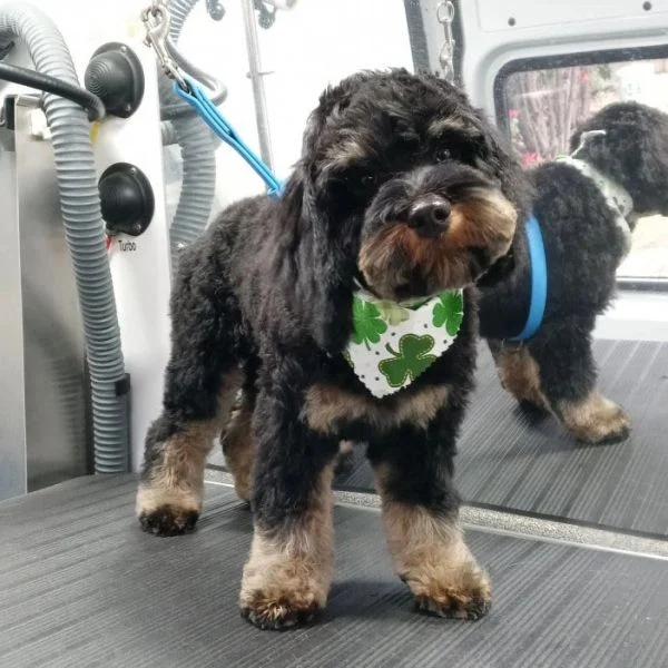 Dog 36 in the Good Dog grooming photo collection