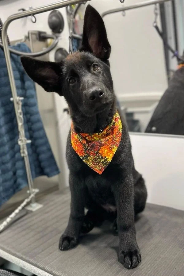 Dog 37 in the Good Dog grooming photo collection